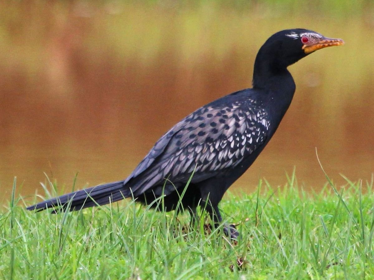 Reed Cormorant